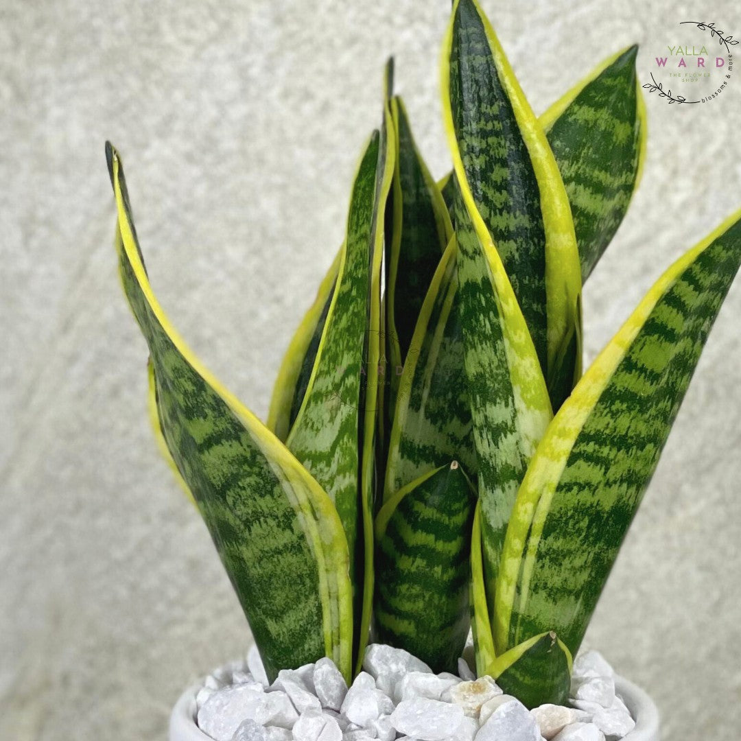 snake plant with green and yellow striped leaves on a textured white background