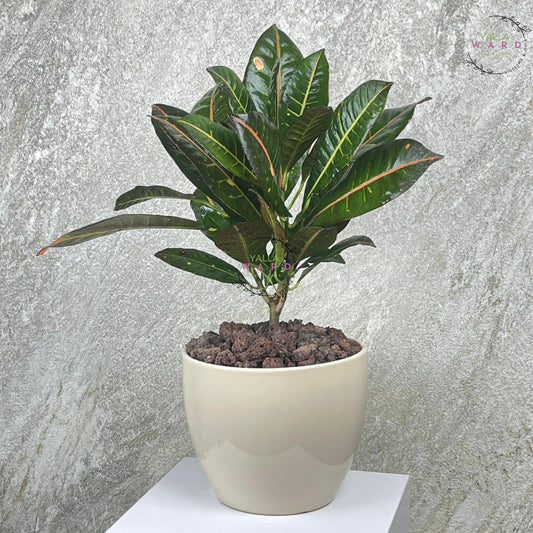 كيف تجعل منزلك أحلى بالورد والنباتات؟ دليل الأناقة الطبيعية لمنزلك