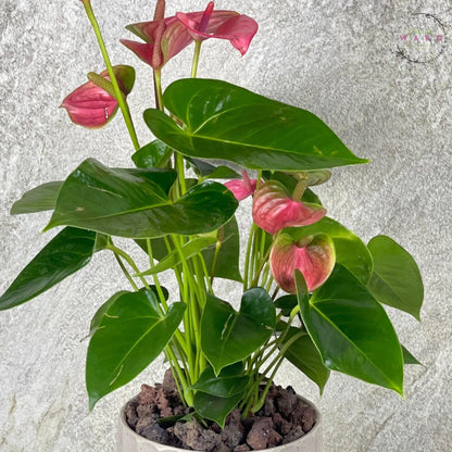 Anthurium  plant with pink flowers and green leaves on a light gray background