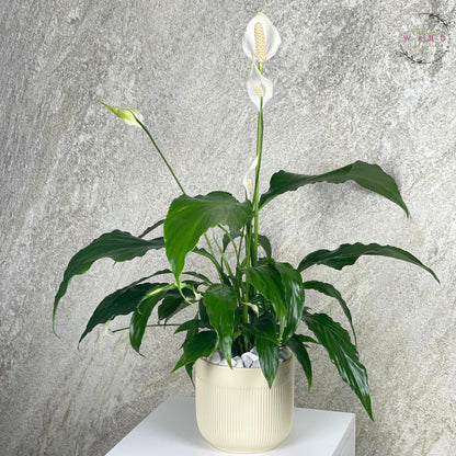 Peace lily 
plant with white flowers against a gray concrete wall