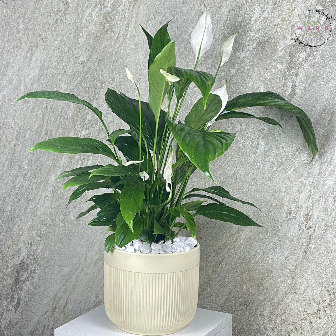 Peace lily plant with green leaves and white flowers in a beige pot on a gray background