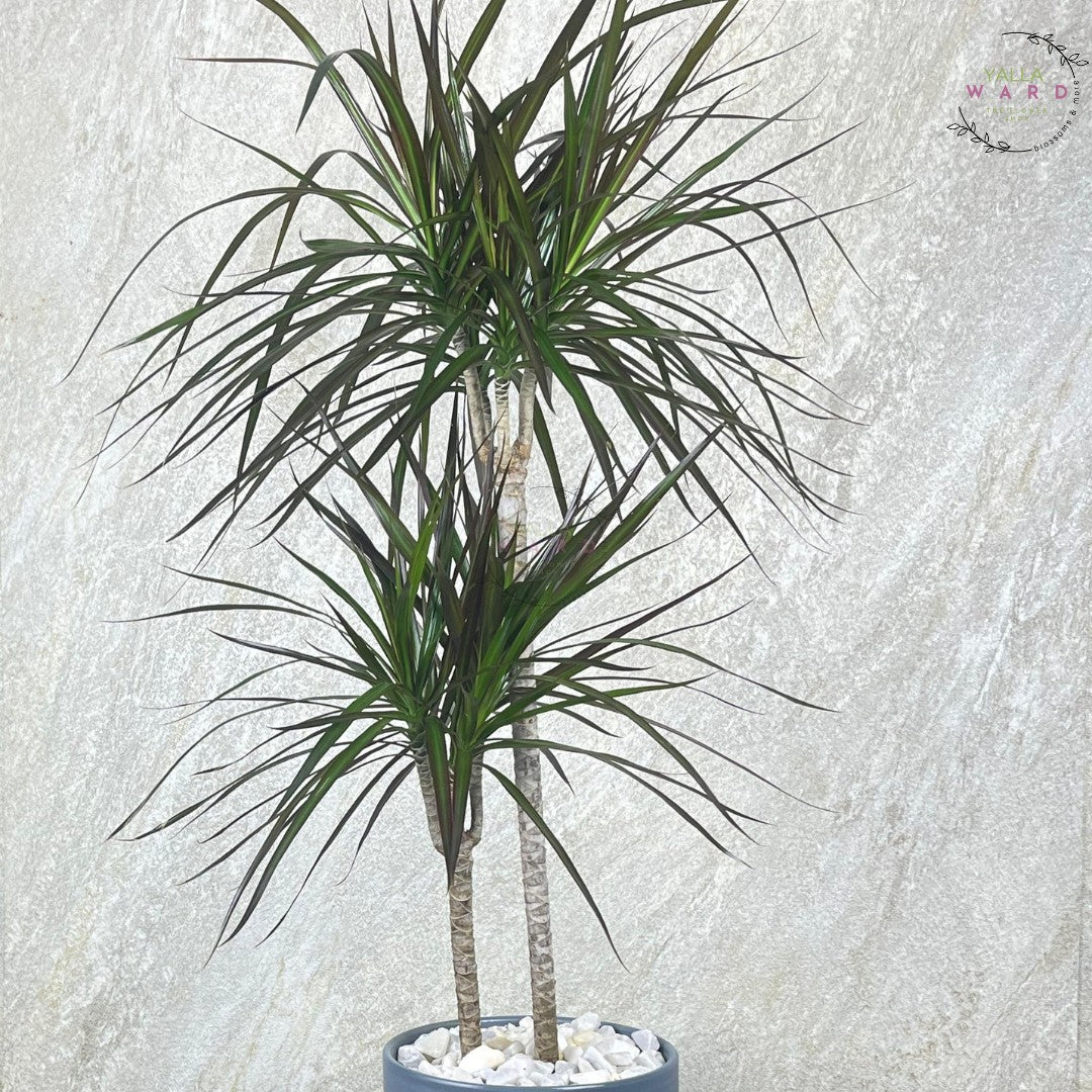 2 Stems Dracinia palm plant against a textured light gray background