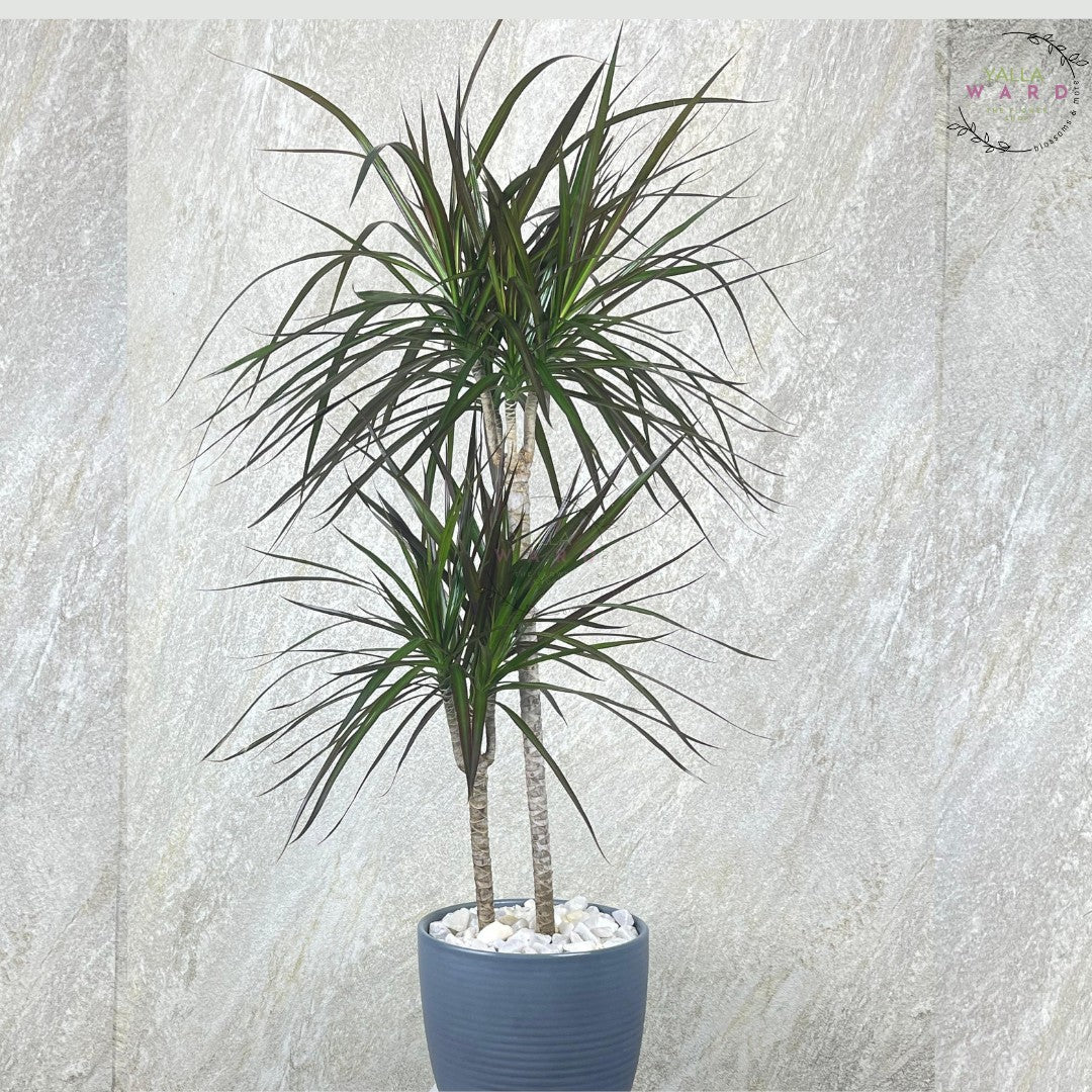 2 Stems Dracinia plant with a textured gray background