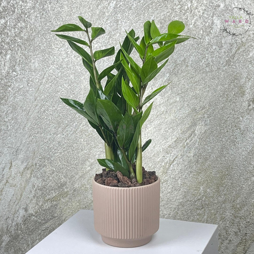 Medium Zamia plant with green leaves in a beige pot on a white surface with a gray textured background