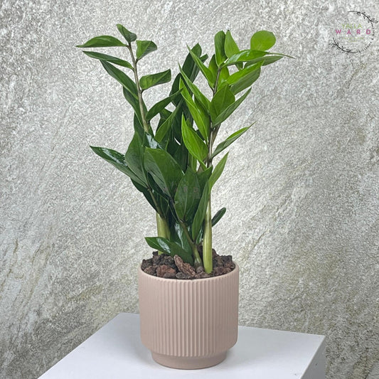Medium Zamia plant with green leaves in a beige pot on a white surface with a gray textured background