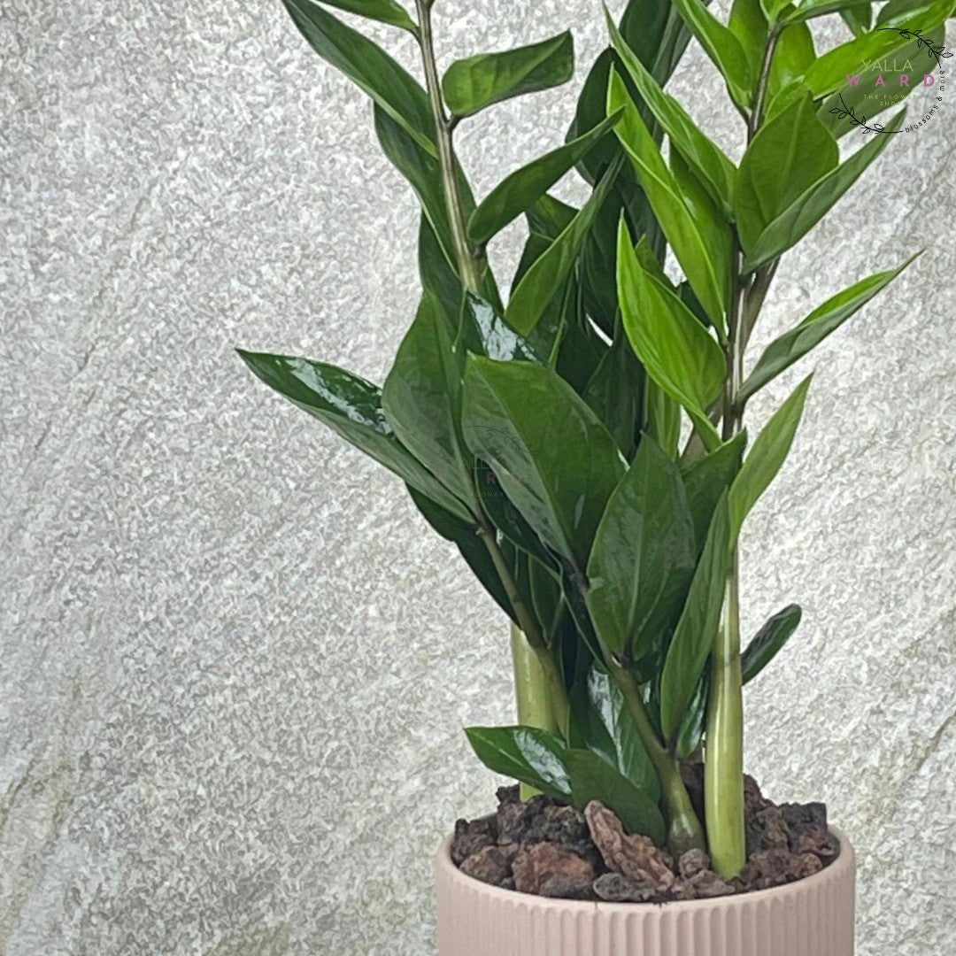 Medium Zamia  plant with green leaves on a light gray background