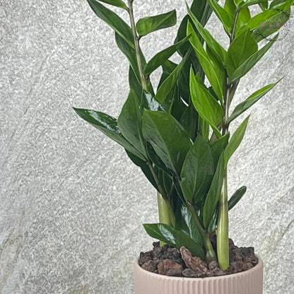 Medium Zamia  plant with green leaves on a light gray background