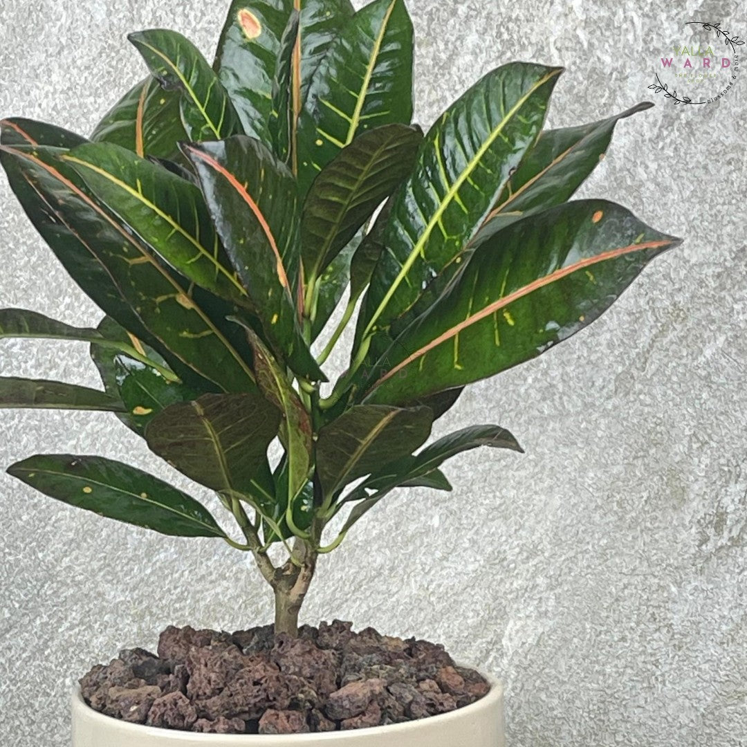 Crotons plant with large green leaves on a textured gray background