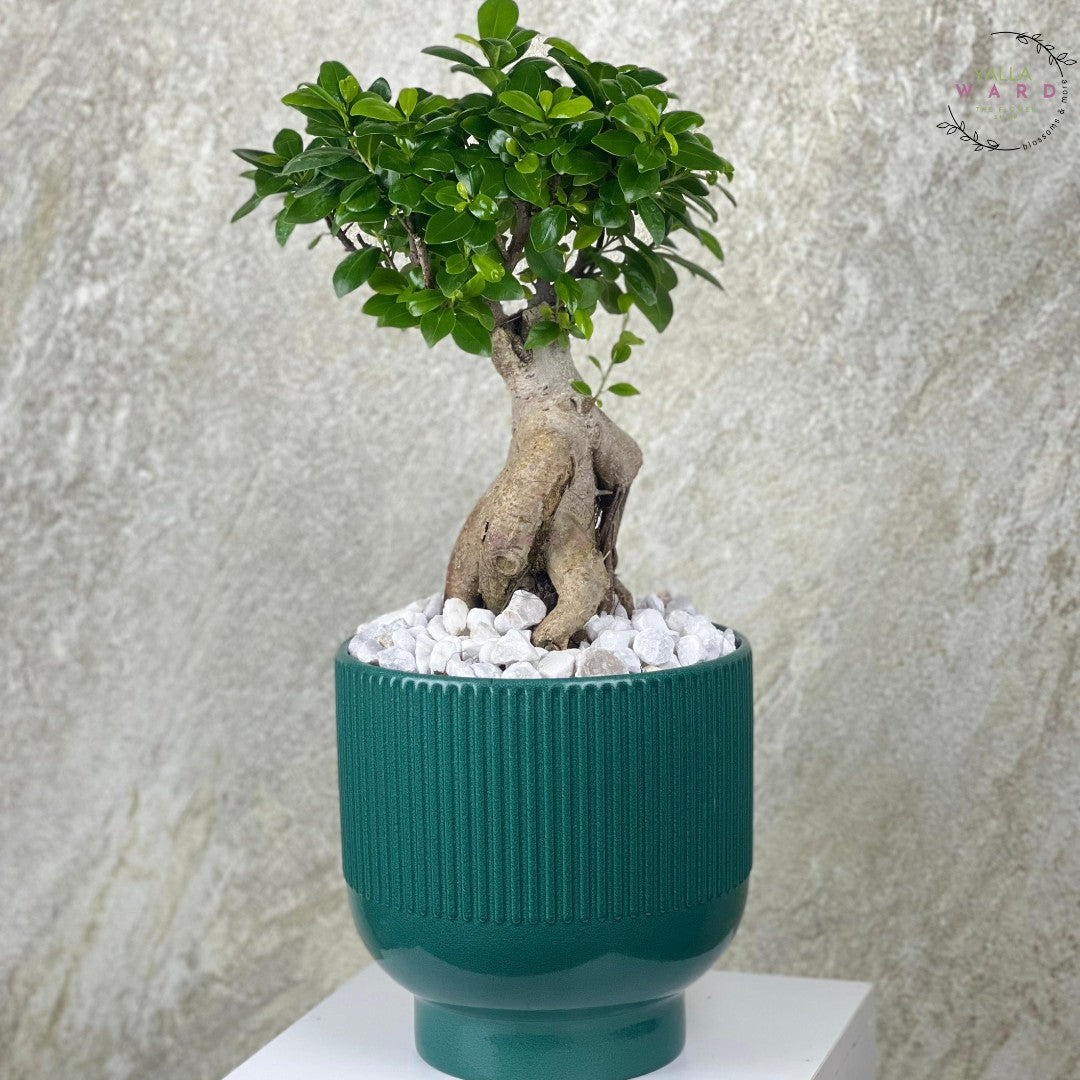 bonsai tree in a green pot with a textured surface on a neutral background