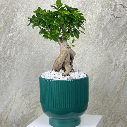 bonsai tree in a green pot with a textured surface on a neutral background