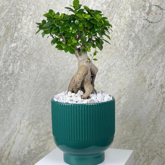 bonsai tree in a green pot with a textured surface on a neutral background