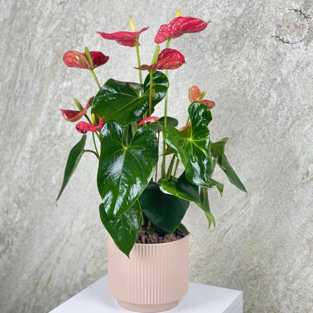 Anthurium plant with red flowers in a beige pot against a textured light gray background