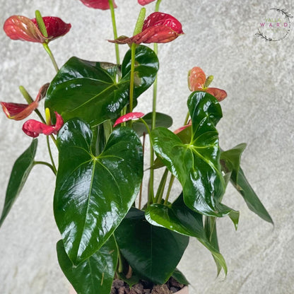 Green leaves with red Anthurium against a textured light background