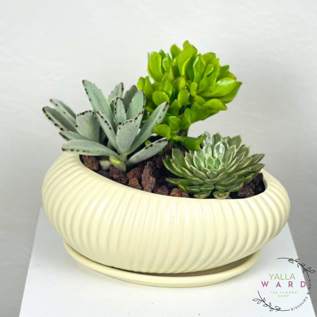 Elegant Succulent Mix