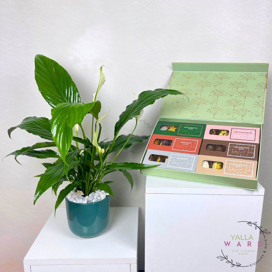 Potted plant next to a box of chocolates on a white surface with a light gray background