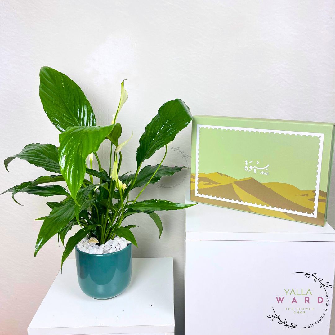Potted plant on a white surface with a framed picture in the background