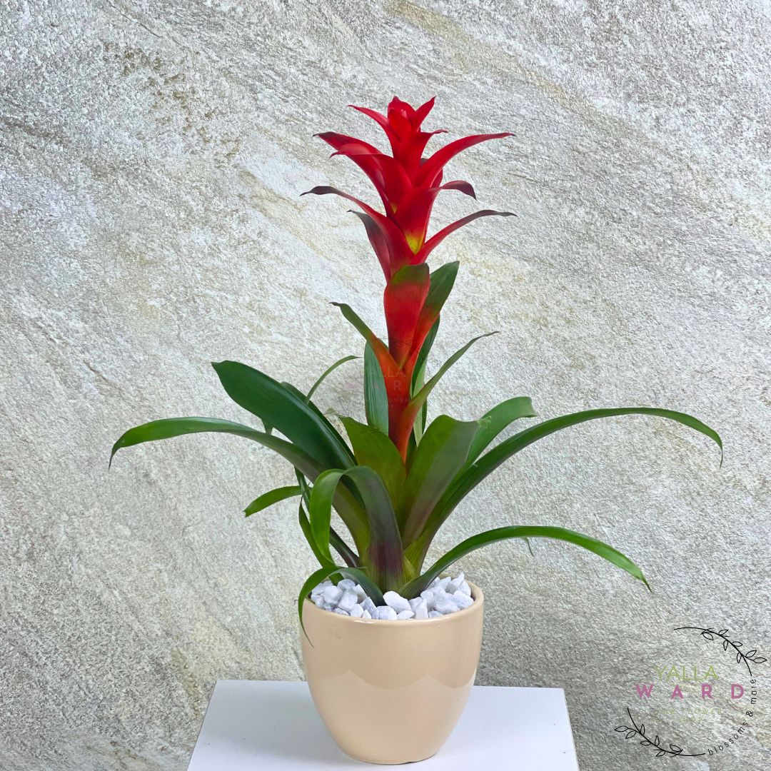 Guzmania plant with red flower against a textured wall