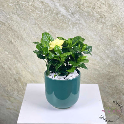 Gardenia Plant with a yellow flower on a white surface against a textured gray background