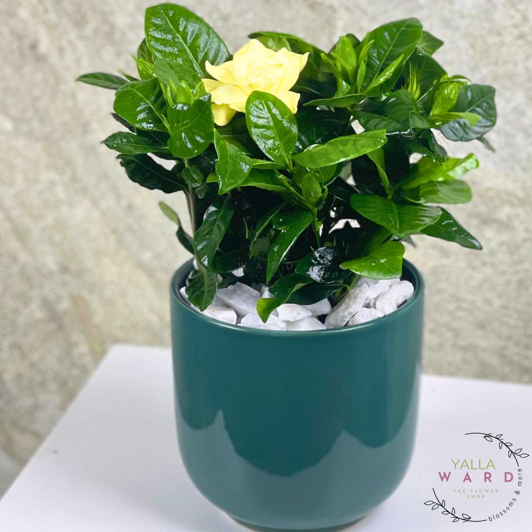 Gardenia Plantwith a yellow flower in a green pot on a white surface, branded 'Yalla Ward'.