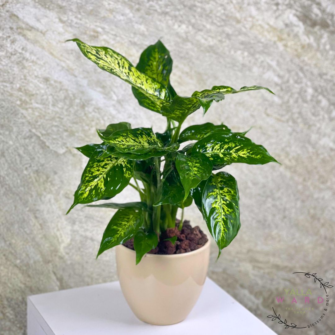 Dieffenbachia Plant with green and yellow leaves on a textured wall background