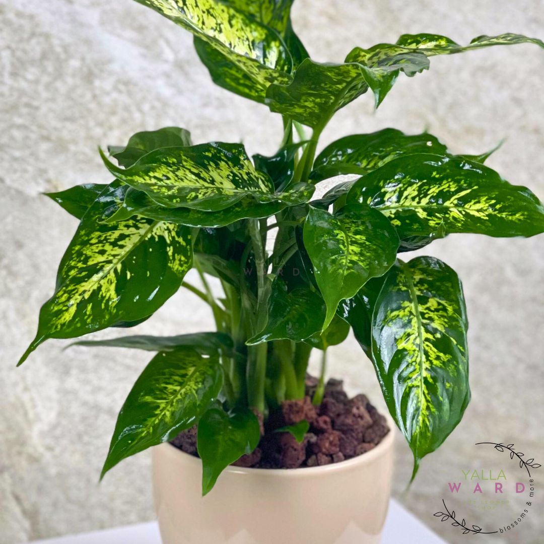 Dieffenbachia Plant with green and yellow leaves on a textured white background