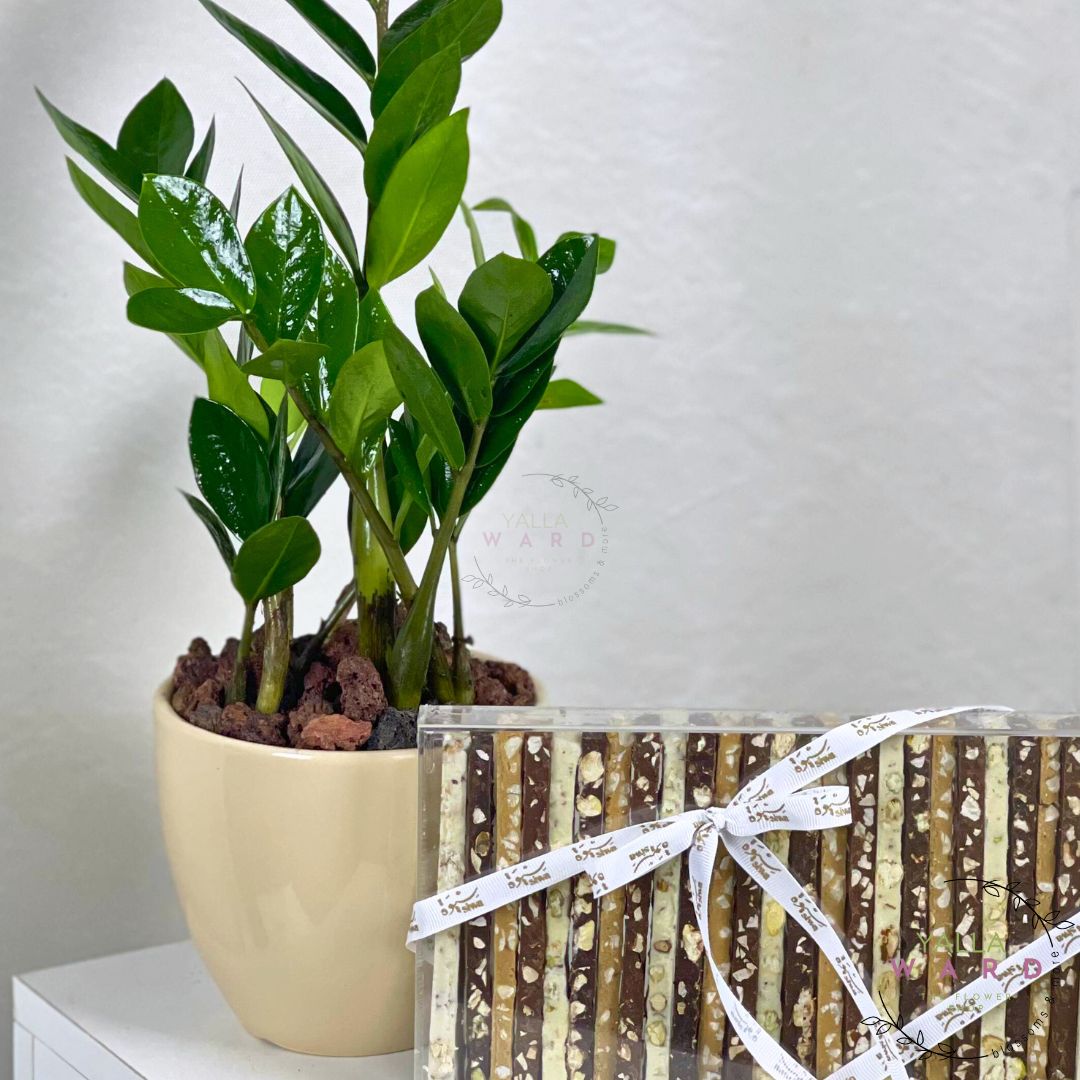 zamia plant next to a Chocolate Sticks with a decorative bow on a light background