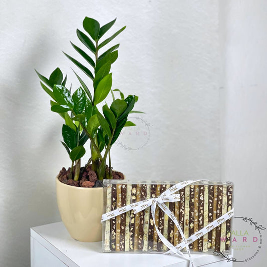 zamia  plant next to a Chocolate Sticks on a white surface with a light gray background