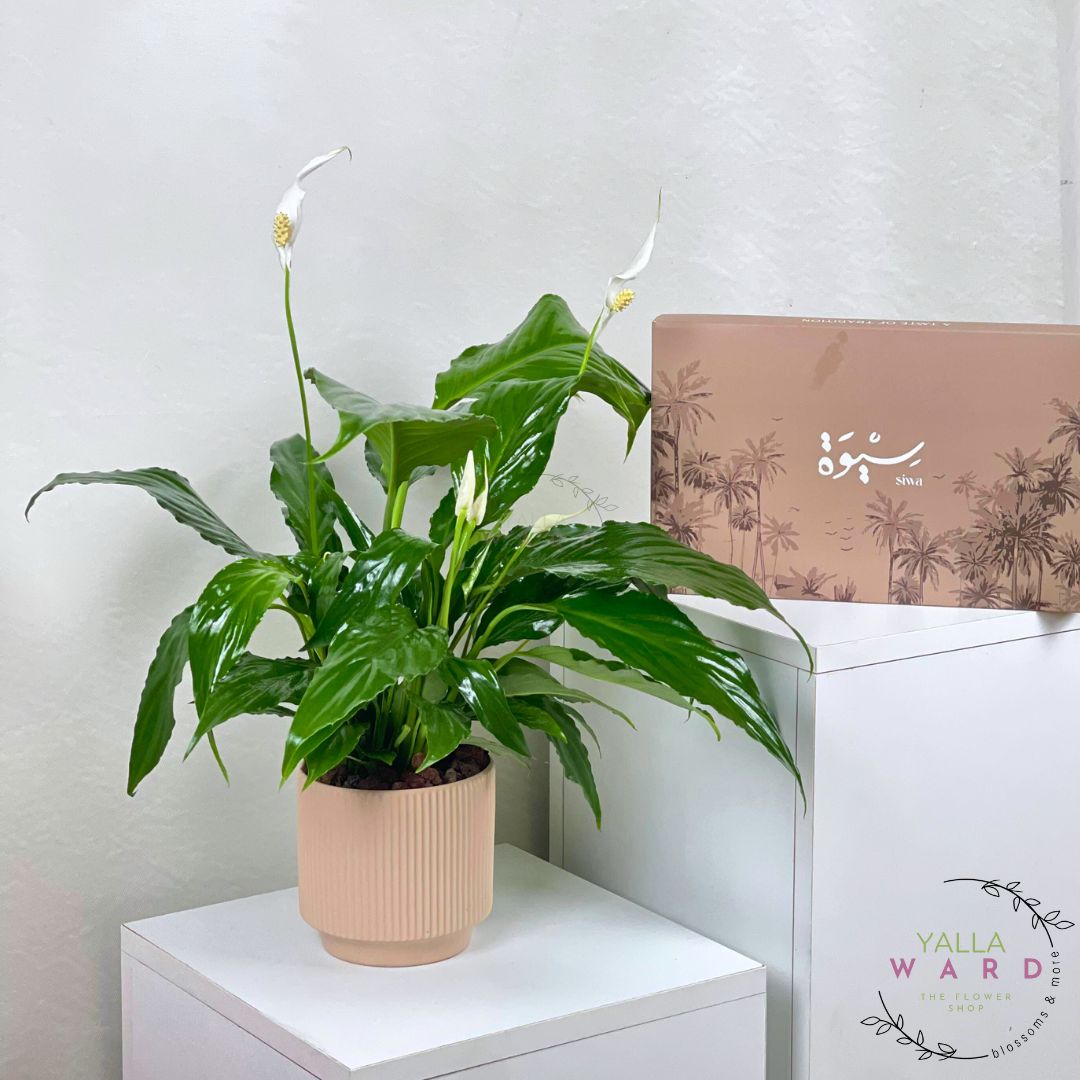 Peace lily plant on a white surface with a dates box 'Yalla Ward' in the background.