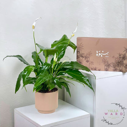 Peace lily plant on a white surface with a dates box 'Yalla Ward' in the background.
