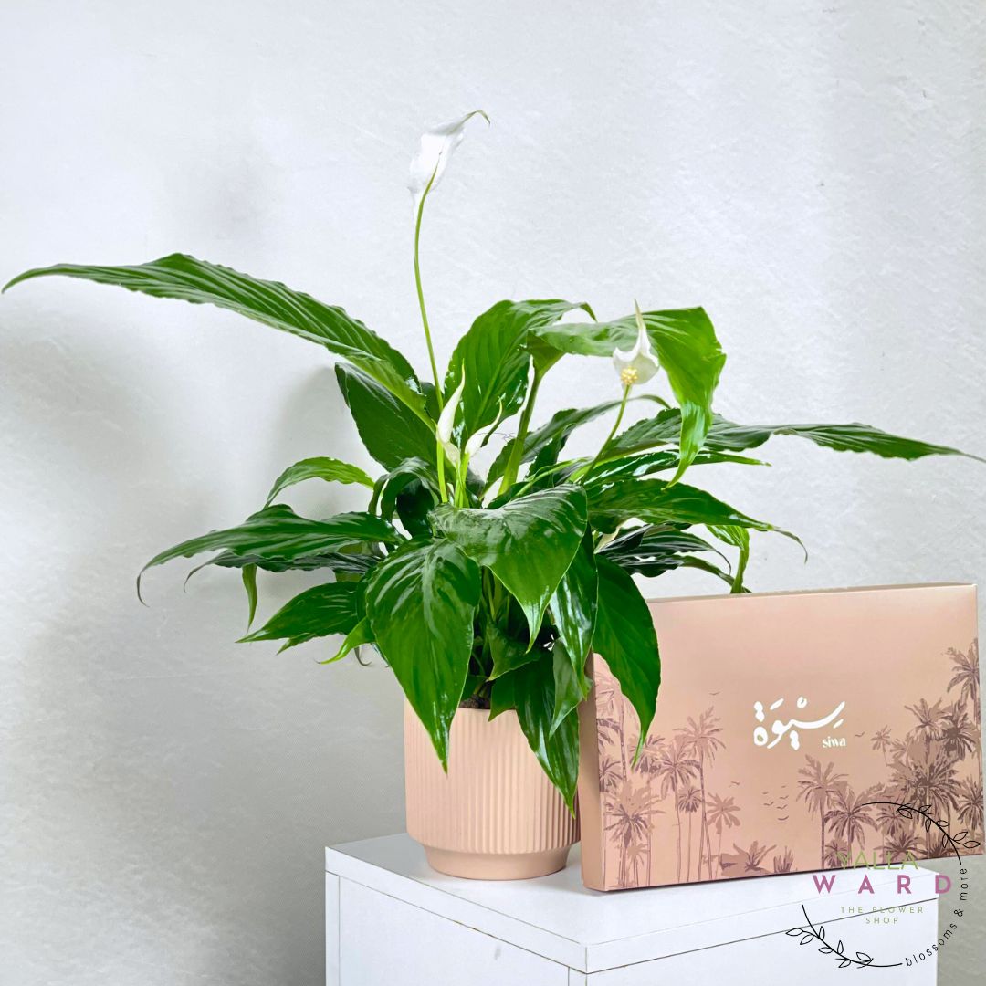 peace liliy on a white surface with a dates box featuring palm tree designs.