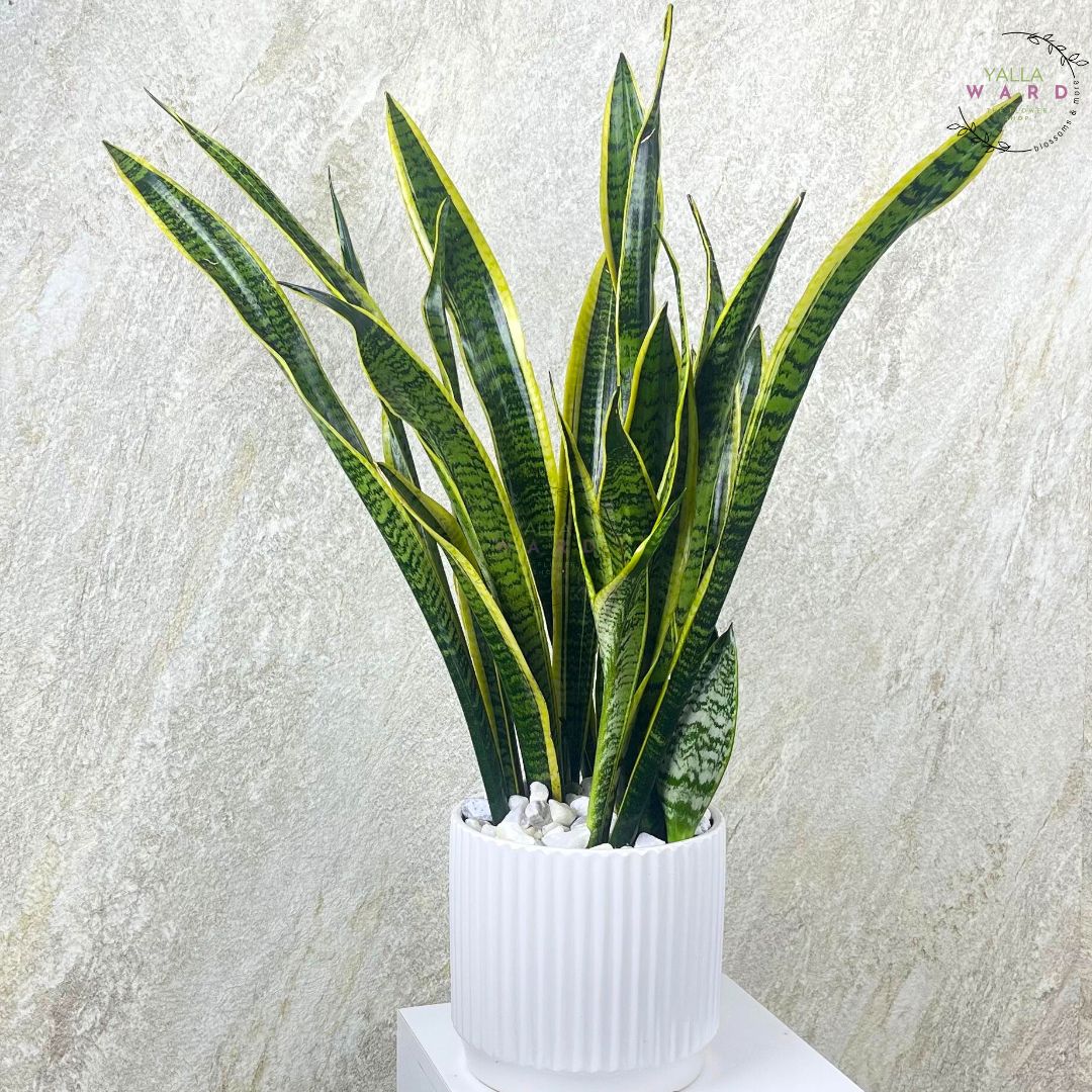 Grand Snake  plant on a white pedestal against a textured light gray background