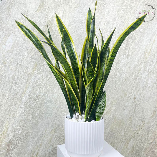 Grand Snake  plant on a white pedestal against a textured light gray background