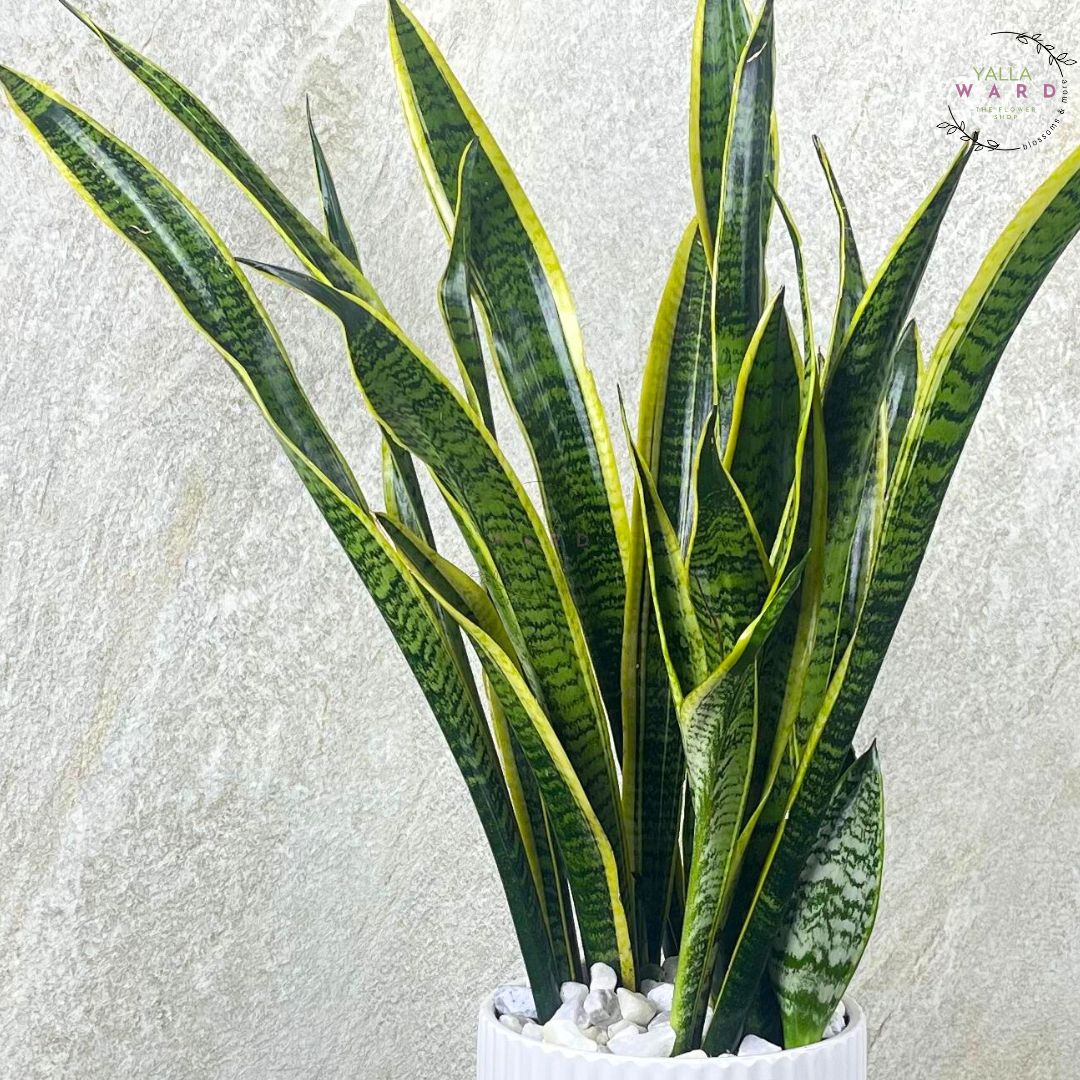 Grand Snake  plant with green and yellow leaves on a textured light gray background