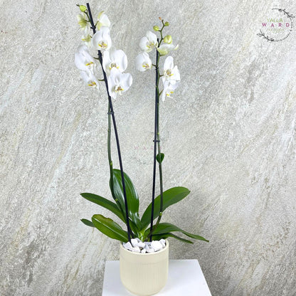 White orchid plant in a pot on a light gray background