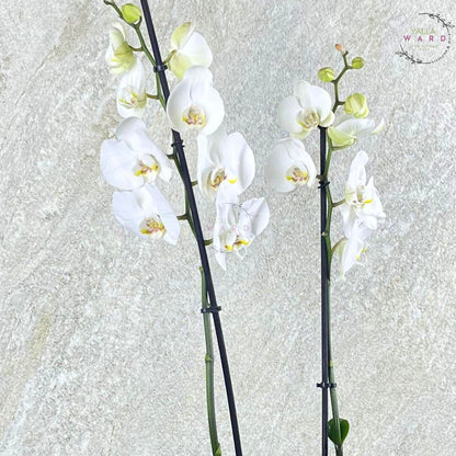 White orchids on a textured light gray background