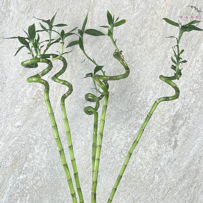 Three twisted green bamboo plants on a textured gray background