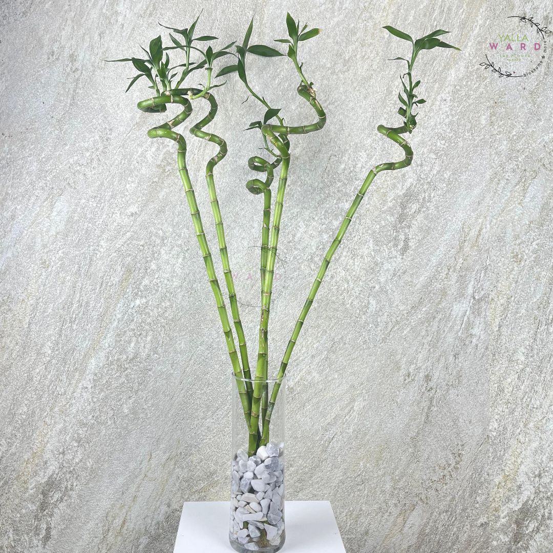Bamboo plant in a clear vase on a white surface with a gray textured background